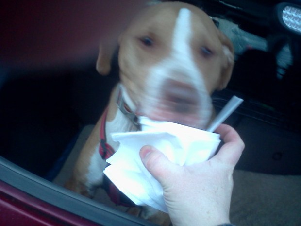 YUM Ice cream dog